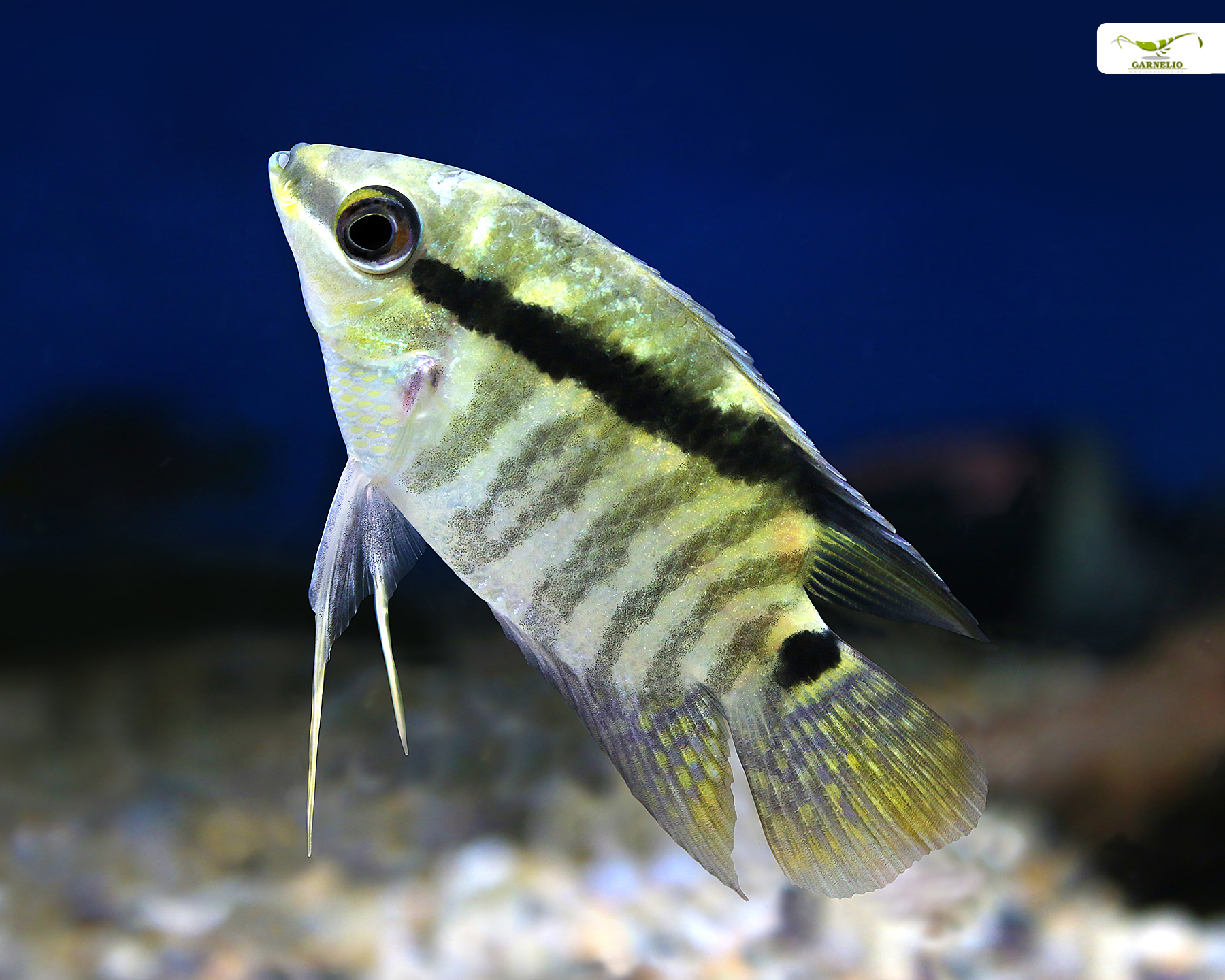 Mesonauta festivus (Flag Cichlid)